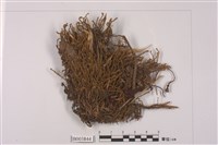 藏品(苔類 )的圖片